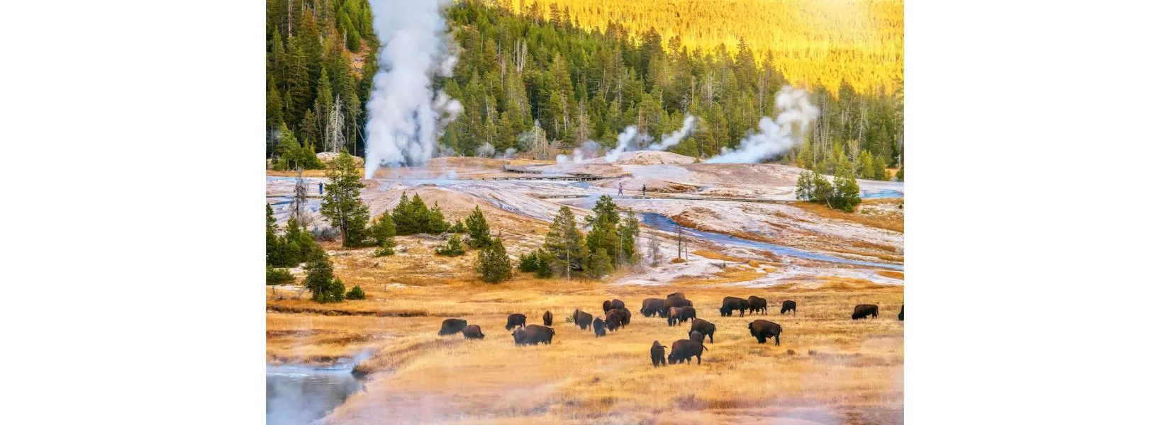 Yellowstone wildlife and geyser landscape
